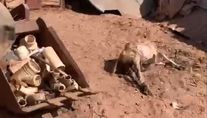 Onça-parda mata 14 ovelhas e cachorros em chácara nos arredores do Distrito Federal (Reprodução/Arquivo Pessoal - 06.05.2023)